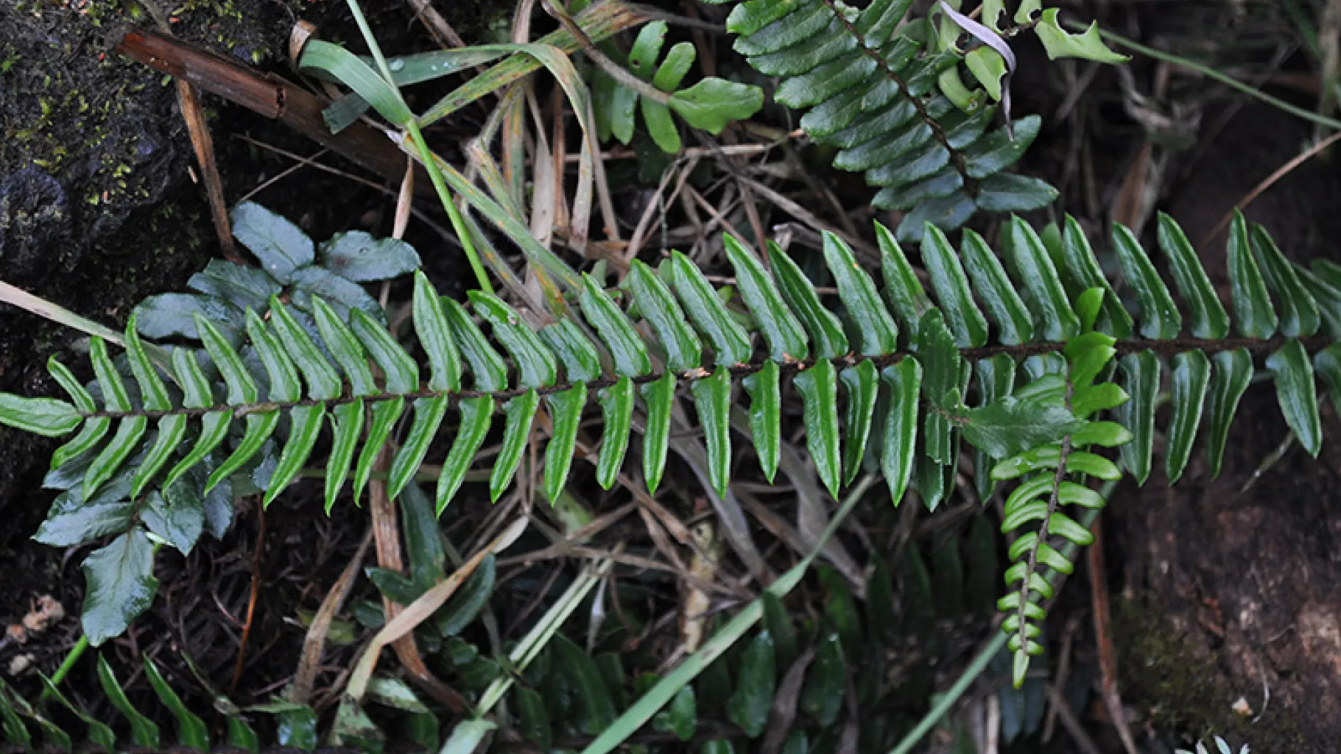Sickle Fern