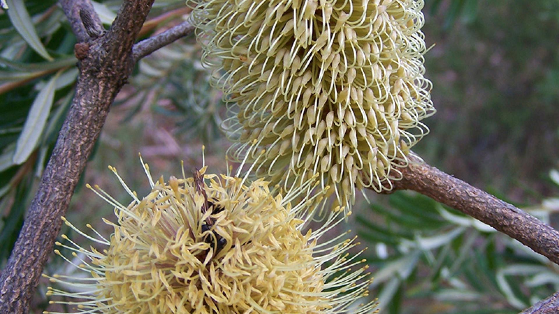 Silver Banksia