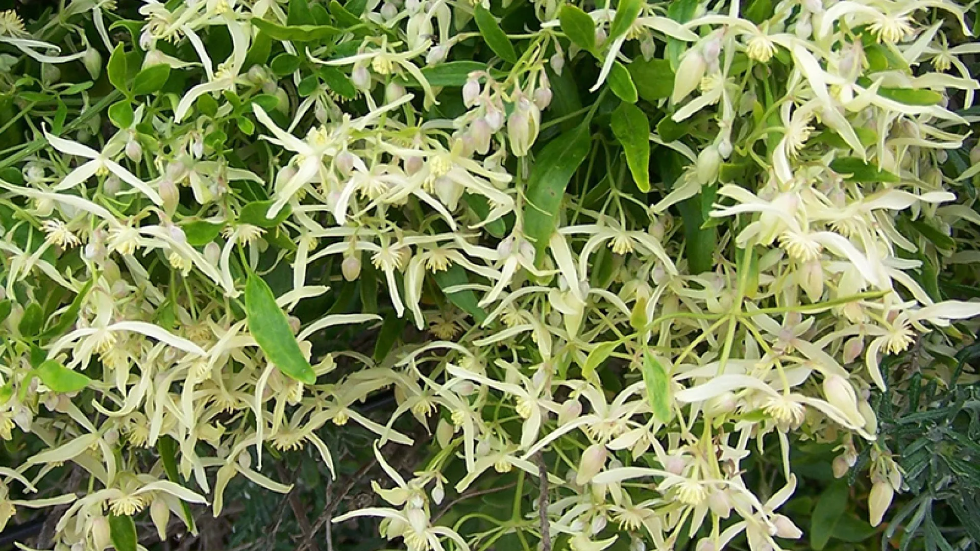 Small leaved Clematis