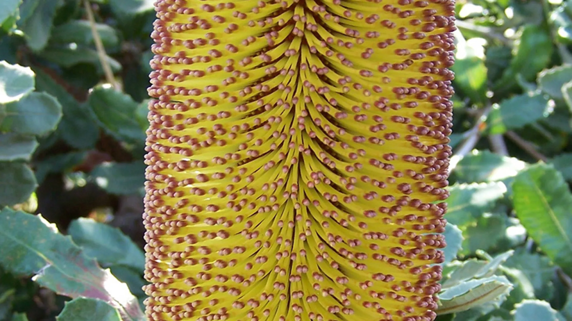 Southern-plains Banksia