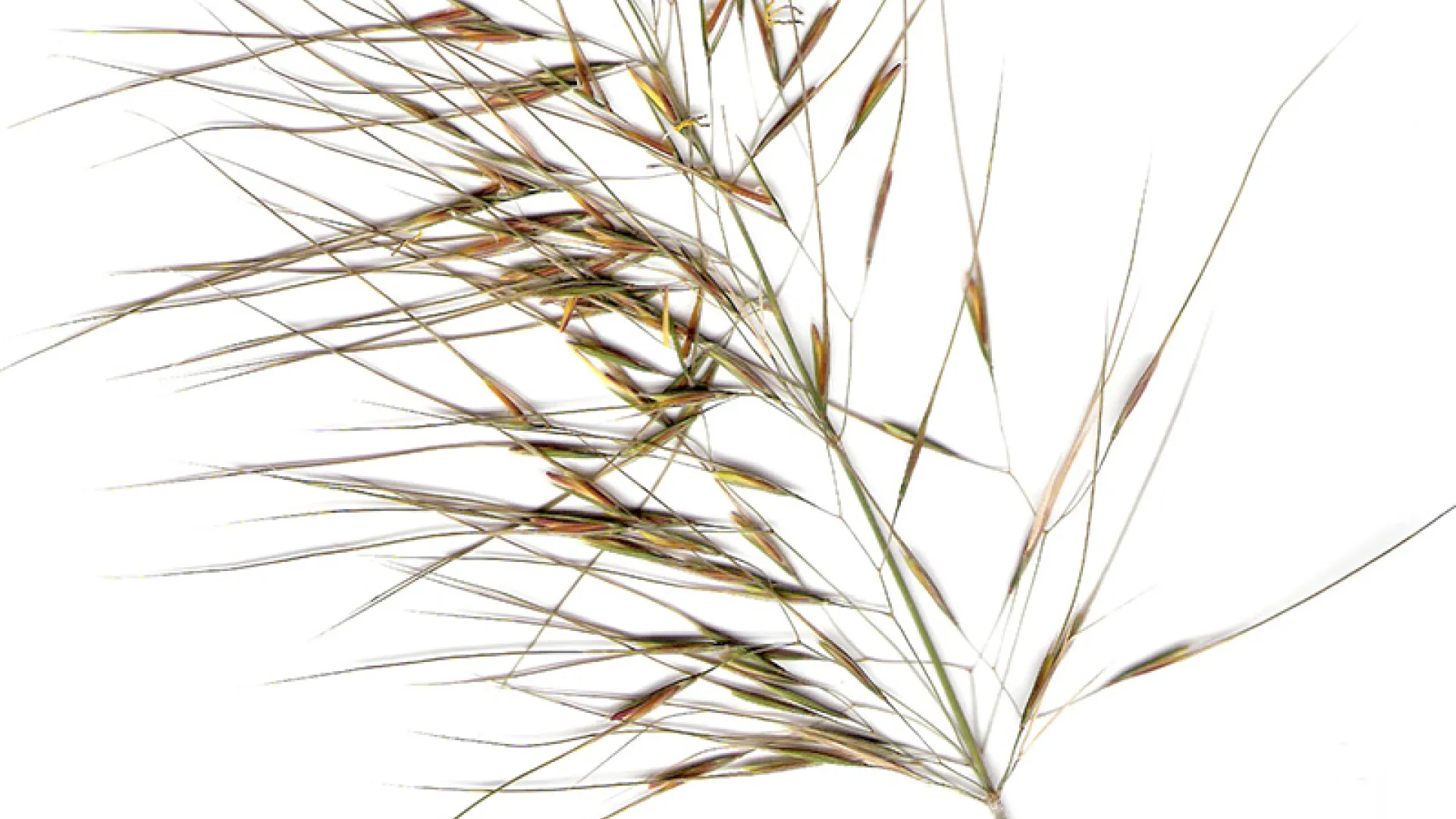 Spear Grass
