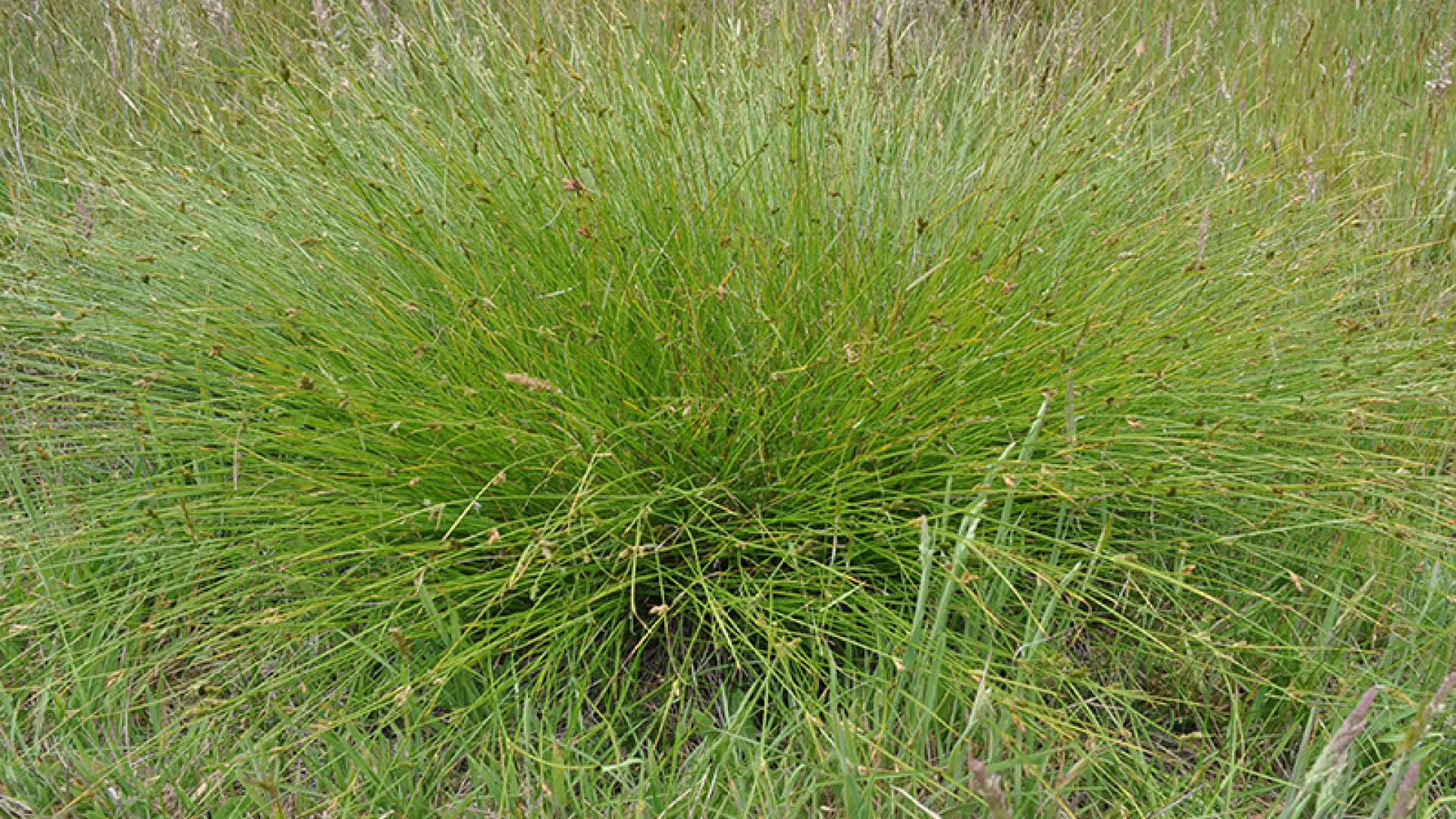 Strand Sedge
