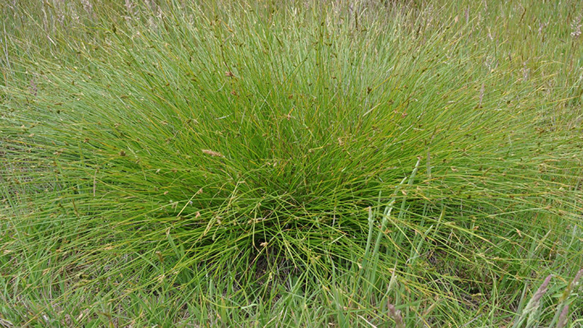 Strand Sedge