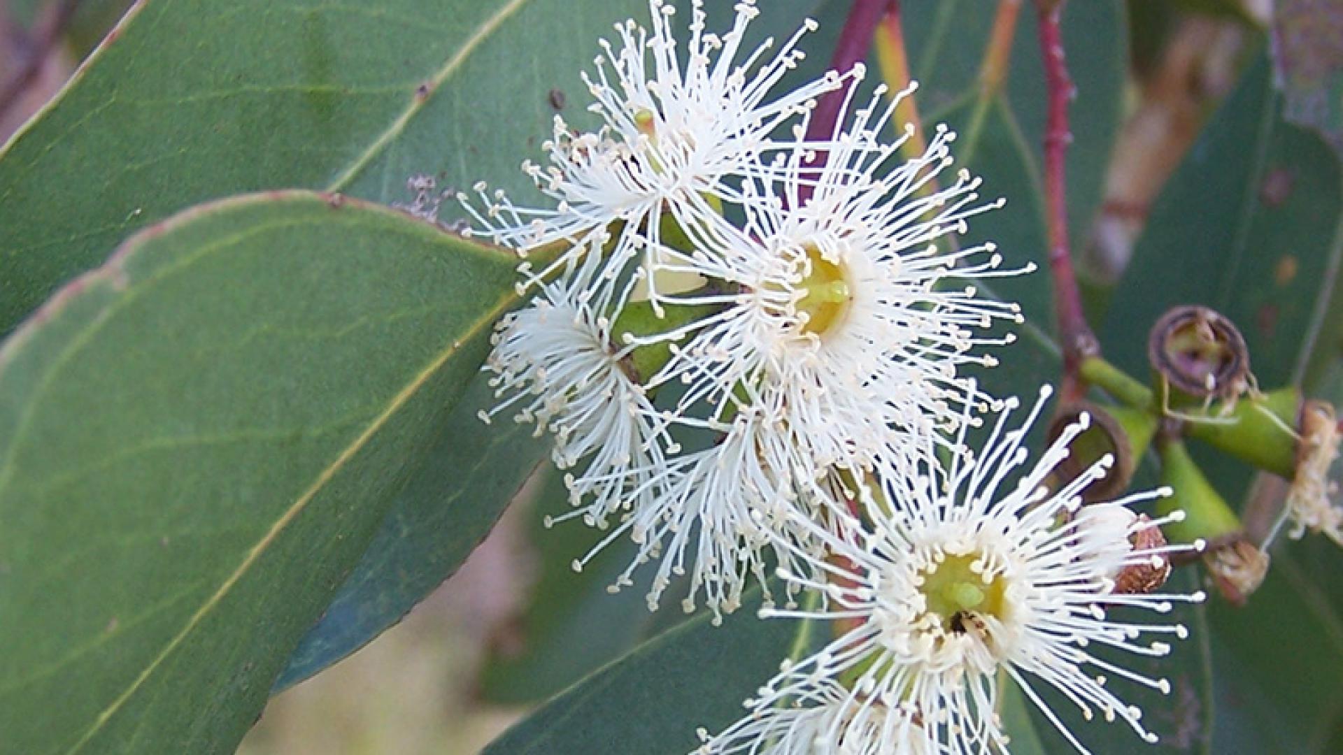 Swamp Gum