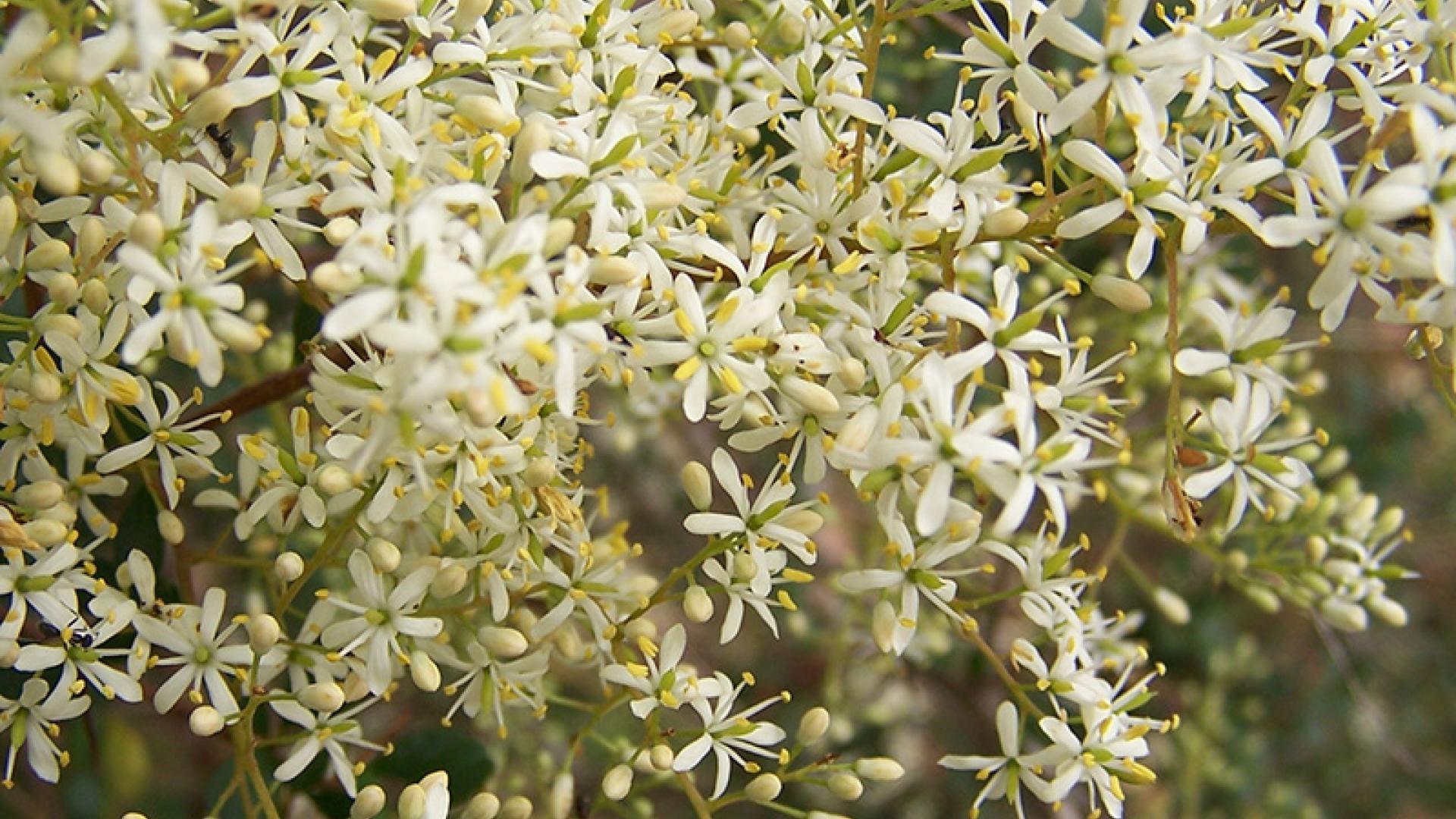 Sweet Bursaria