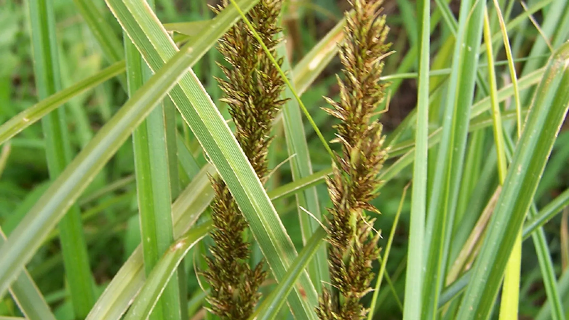 Tall Sedge