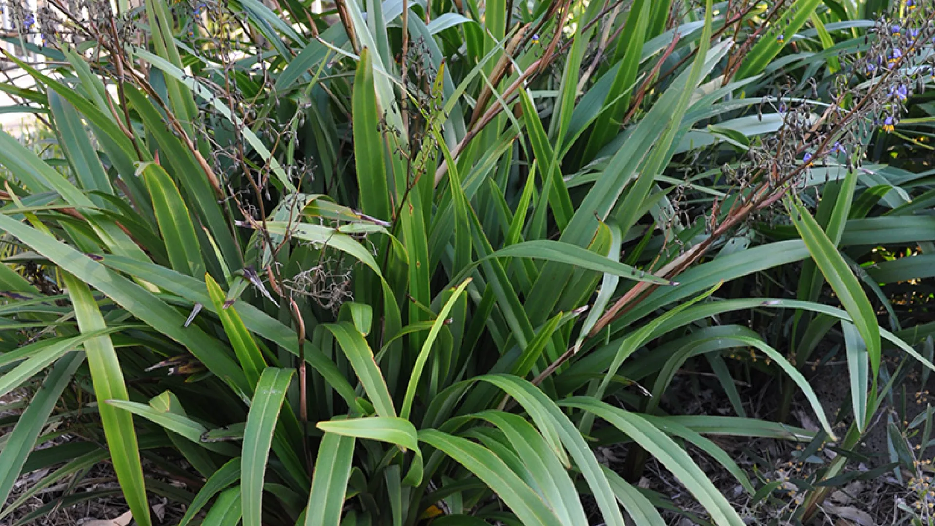 Warrnambool Plant Selector Tool