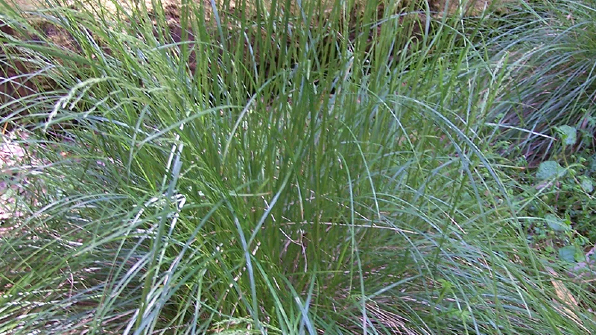 Tussock Grass