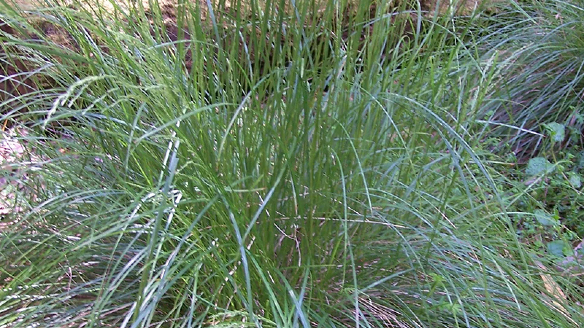 Tussock Grass