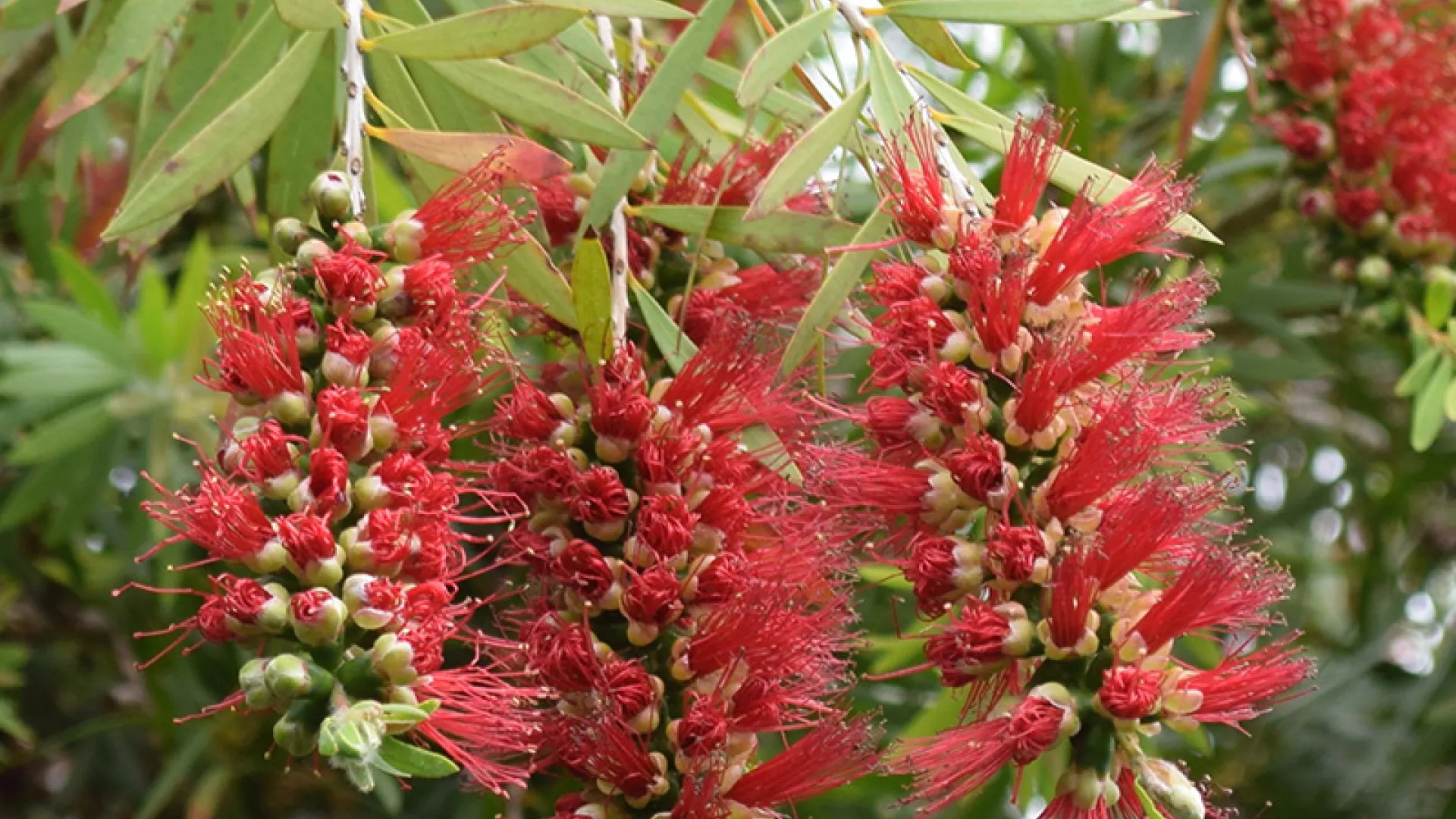Weeping Bottle-brush
