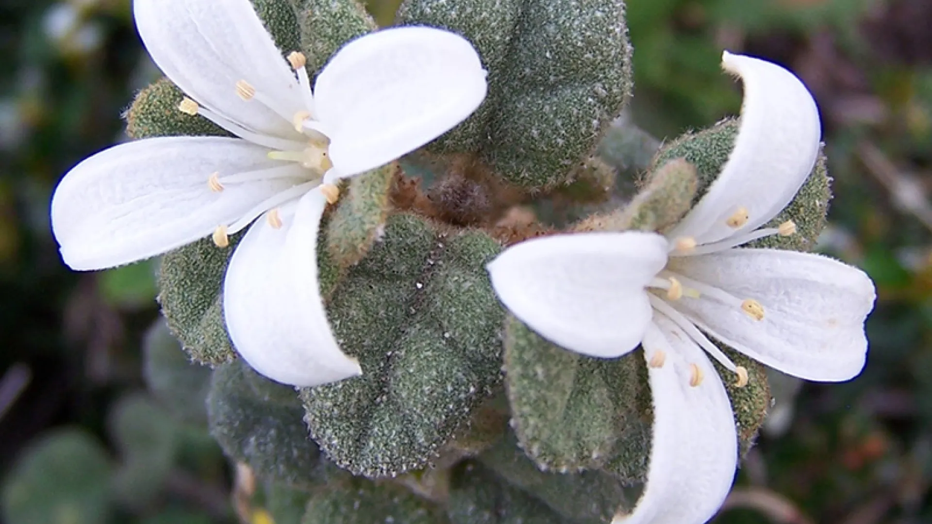 White Correa