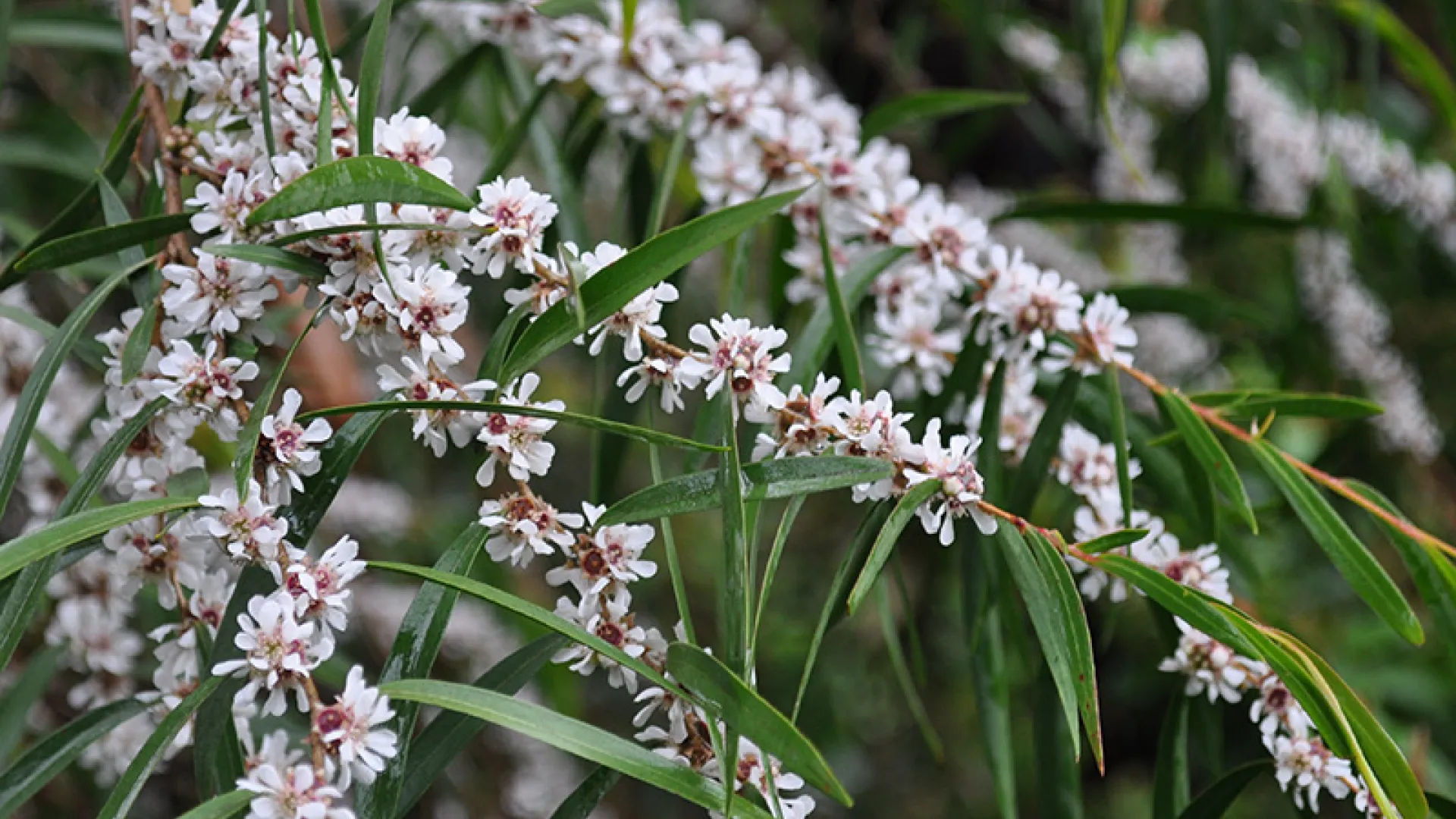 Willow Myrtle