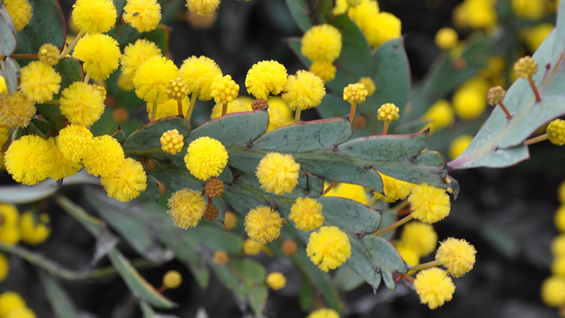 Flat Leaf Wattle