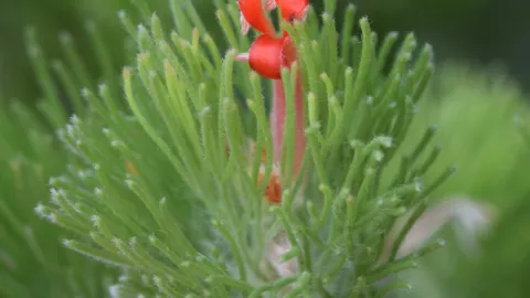 Albany Woolly Bush
