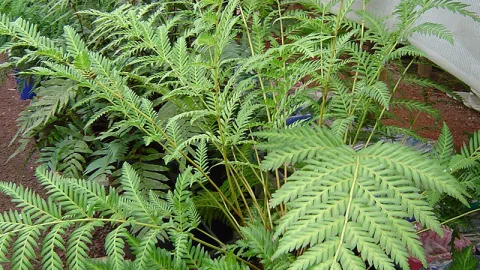 Austral King-fern