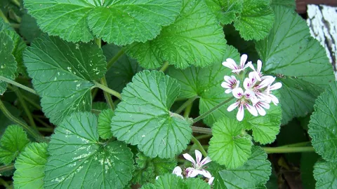 Austral Stork's-bill