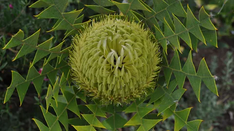 Baxters Banksia