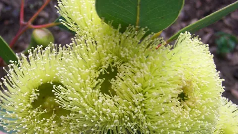 Bell-fruited Mallee