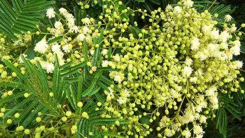 Black Wattle