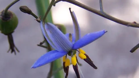 Black-anther Flax-lily