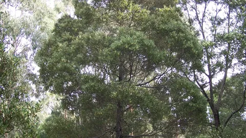 Blackwood Wattle