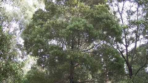 Blackwood Wattle