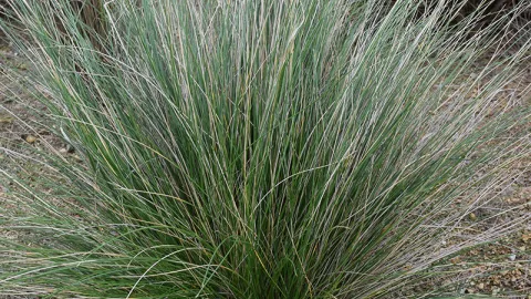 Blue Tussock-grass