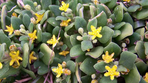 Bower Spinach