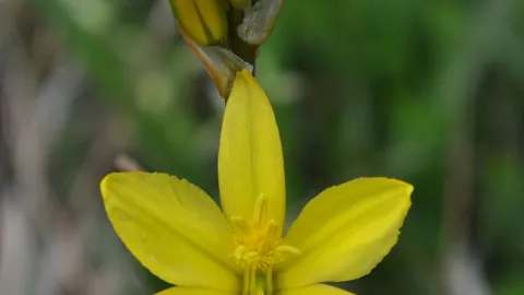 Bulbine Lily