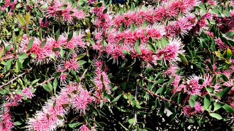 Burrendong Beauty