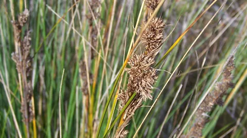 Chaffy Saw-sedge