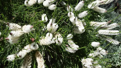 Chenille Honey-myrtle
