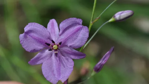 Chocolate Lily