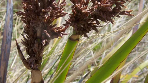 Coast Sword-sedge