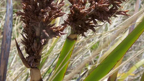 Coast Sword-sedge