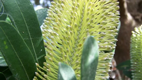 Coast Banksia