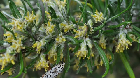 Coast Daisy