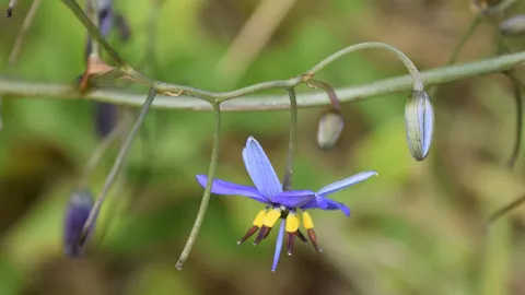Coast Flax-lily