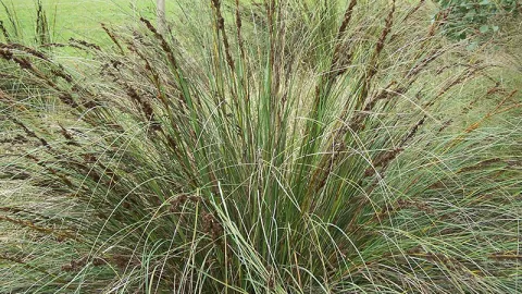 Coast Saw-sedge