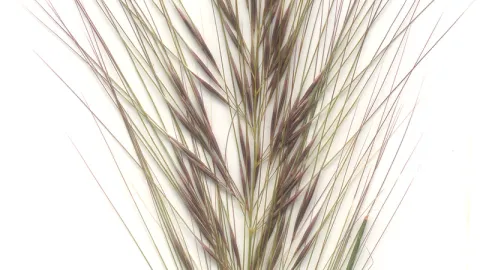 Coast Spear-grass