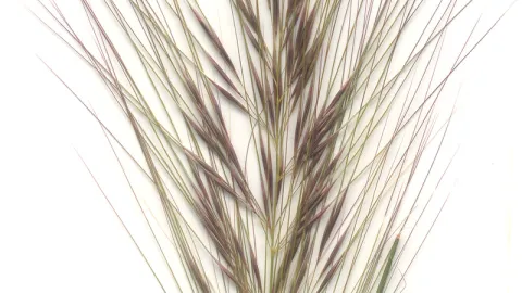 Coast Spear-grass