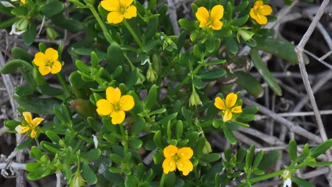 Coast Twin Leaf