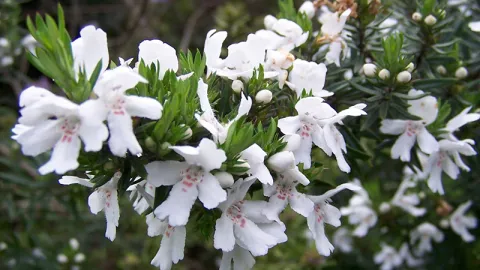 Coastal Rosemary