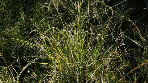Curly Sedge