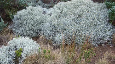 Cushion Bush