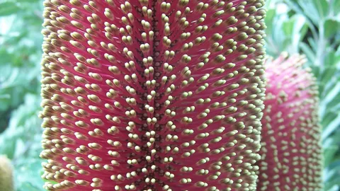 Cut-leaf Banksia
