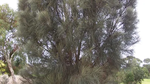 Drooping She-oak