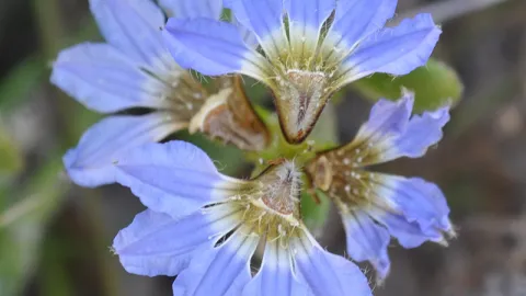 Dune Fan-flower