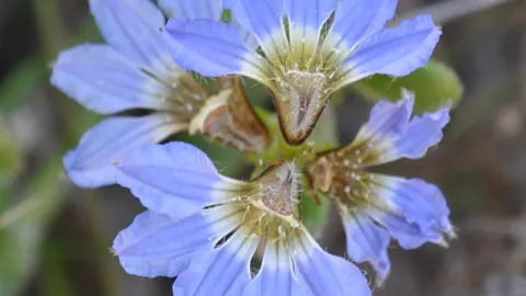 Dune Fan-flower