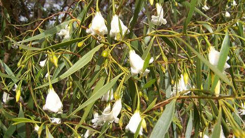 Eremophila santalina